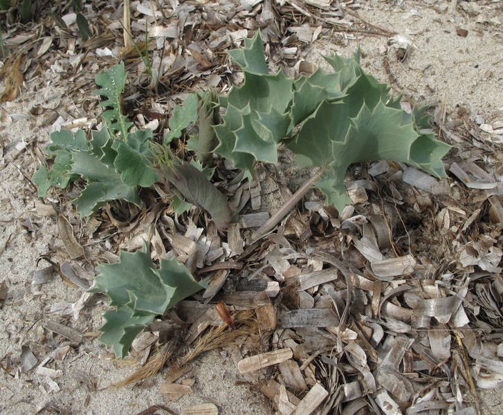 Eryngium maritimum